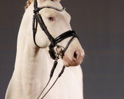 dressage horse Gitano SD (German Riding Pony, 2022, from Gamble Sd)