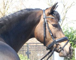 broodmare Gala Nova (German Riding Pony, 2014, from Golden State 2)