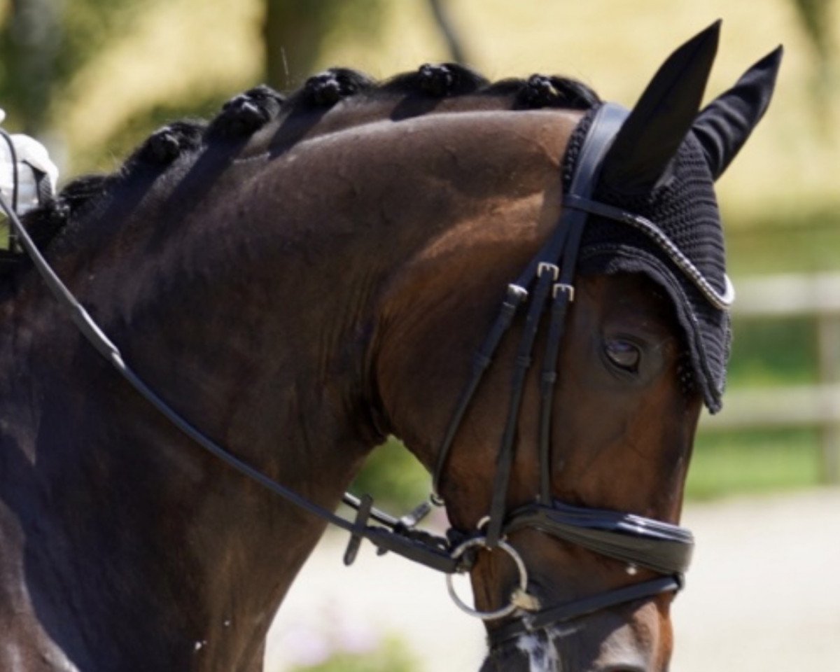 dressage horse Sympathicus 4 (Westphalian, 2011, from Sandro Hit)