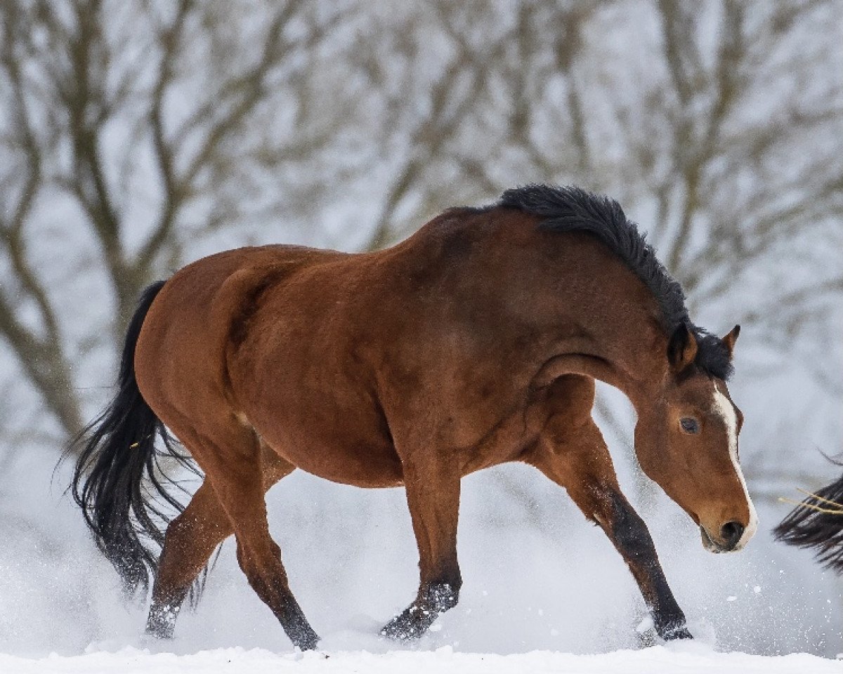 broodmare Roma IX (Holsteiner, 2001, from Cassini I)