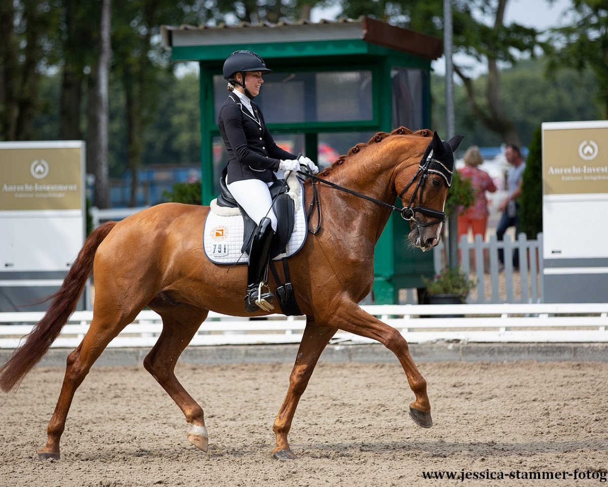dressage horse DSP Zampano (German Sport Horse, 2016, from Zack)