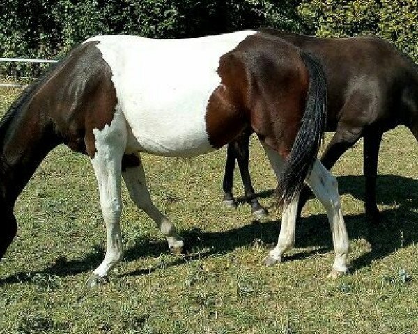 Pferd Black Dakota v. d. Ranch IIII. (unbekannt, 2015, von Black Devil)