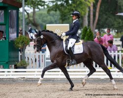 dressage horse Venezia GV (Westphalian, 2016, from Villeneuve)