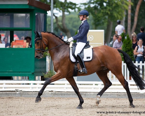 dressage horse Vabali (Hanoverian, 2016, from Veneno)