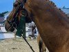 dressage horse Chaleur Rouge L (Westphalian, 2013, from President's Chagall D&r)