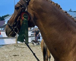 dressage horse Chaleur Rouge L (Westphalian, 2013, from President's Chagall D&r)