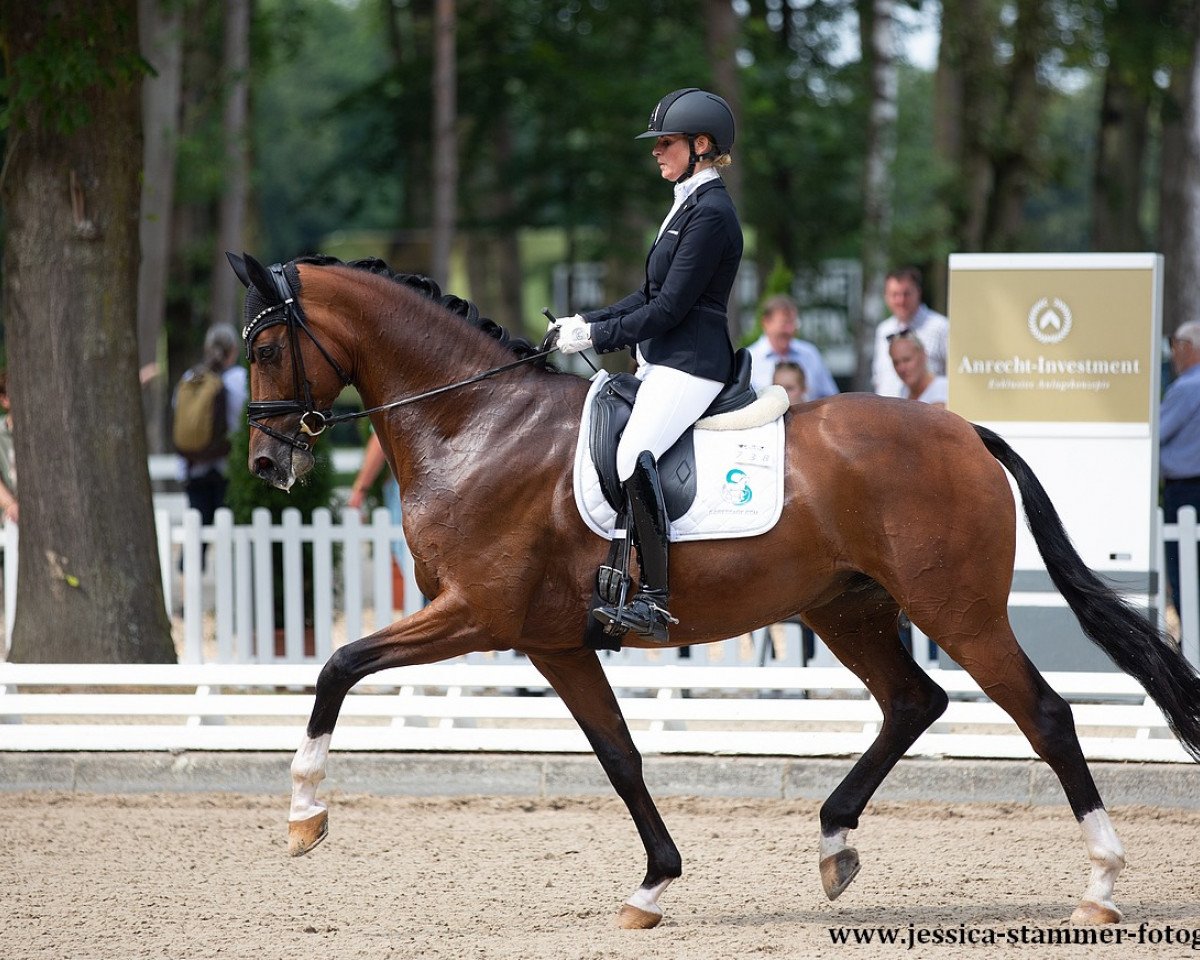 dressage horse Tomorrowland (Oldenburg, 2016, from Tomahawk)