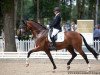 dressage horse Tomorrowland (Oldenburg, 2016, from Tomahawk)