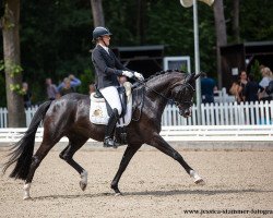 dressage horse Tiffany 419 (Hanoverian, 2016, from Talismann 93)