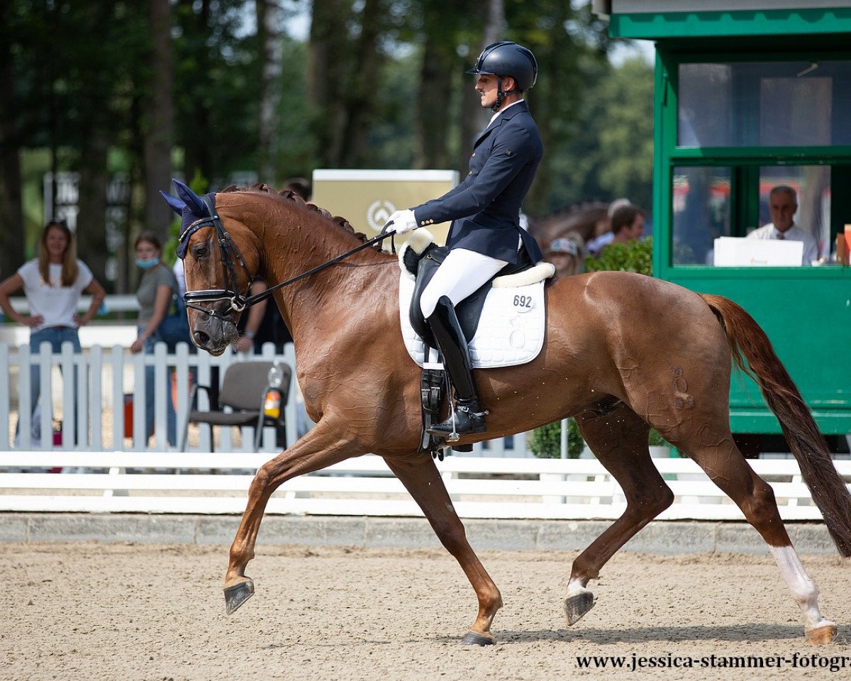 dressage horse San Diego (Oldenburg, 2016, from Santo Domingo)