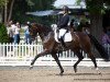 dressage horse San De Niro (Westphalian, 2016, from Serafino 32)