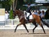 dressage horse Rocket Man 15 (Hanoverian, 2016, from Rocco Granata)