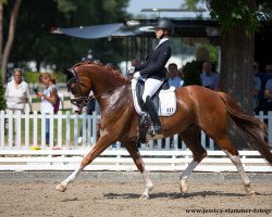 dressage horse Quick Decision 5 (Hanoverian, 2016, from Quaterhall)