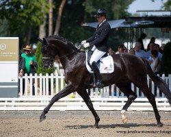 dressage horse Force Majeure (Oldenburg, 2016, from Fürstenball)