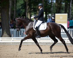 dressage horse Maximus 129 (Oldenburg, 2016, from E.H. Millennium)