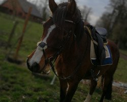 Zuchtstute Charming Pearl (Westfale, 2012, von Classic Dancer I)