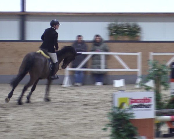 Reitturnier Borken (Hessen) 2025
