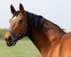 broodmare Sommerfreude (Trakehner, 2001, from Freudenfest)