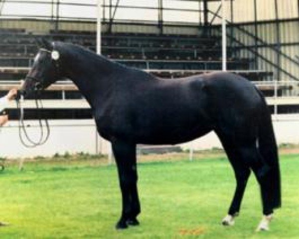 broodmare Samsara (Trakehner, 1993, from Hyllos)