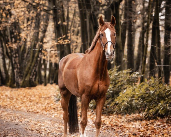 dressage horse First Choice 49 (Oldenburg, 2018, from Feinrich)