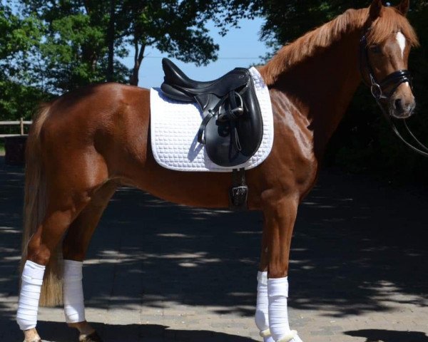 dressage horse Ricky's Rio (German Riding Pony, 2017, from Oosteinds Ricky)