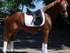 Dressurpferd Ricky's Rio (Deutsches Reitpony, 2017, von Oosteinds Ricky)