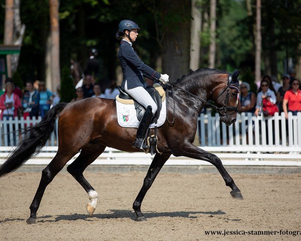 stallion Felissimo 4 (Westphalian, 2016, from Franziskus FRH)