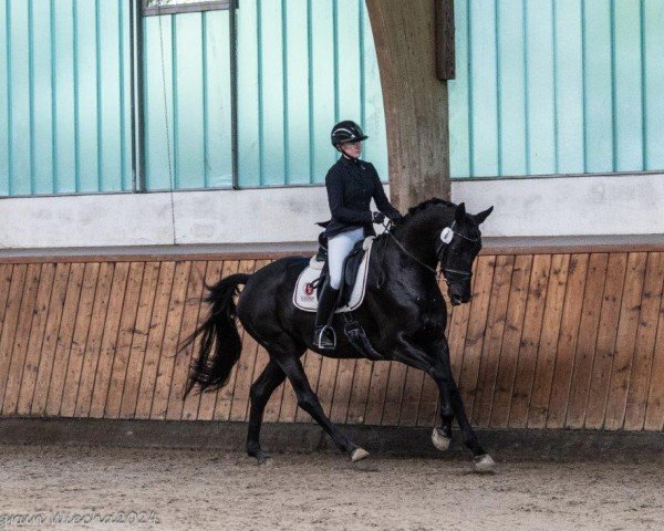 Zuchtstute Holiday (Trakehner, 2018, von Schwarzgold)