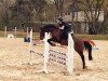 dressage horse Champion (German Riding Pony, 2006, from Chevallier)