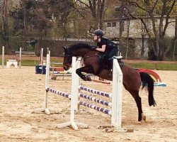 dressage horse Champion (German Riding Pony, 2006, from Chevallier)