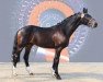 dressage horse Boreas Frf (Oldenburg, 2012, from Bordeaux 28)