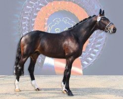 dressage horse Boreas Frf (Oldenburg, 2012, from Bordeaux 28)