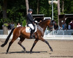 dressage horse Dreikäsehoch (Westphalian, 2016, from Dimaggio)