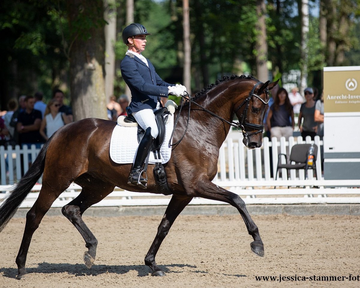 dressage horse Donnovan M (Hanoverian, 2016, from Dancier)