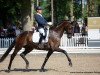 dressage horse Donnovan M (Hanoverian, 2016, from Dancier)