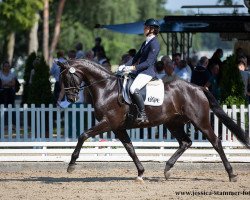 dressage horse Dancing Star 16 (Hanoverian, 2016, from Dancing World)