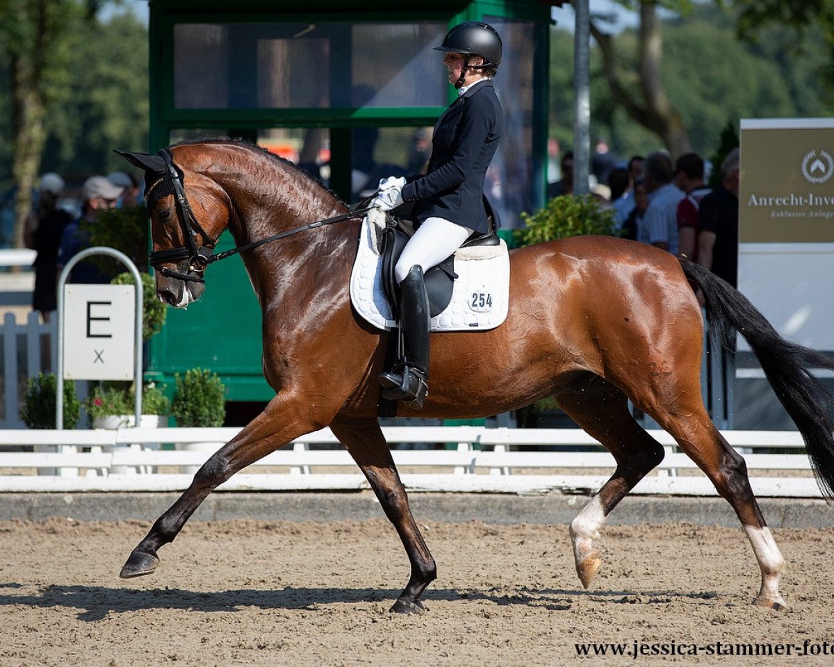 dressage horse DeLaurentis (Hanoverian, 2016, from DeLorean)