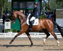 dressage horse DeLaurentis (Hanoverian, 2016, from DeLorean)