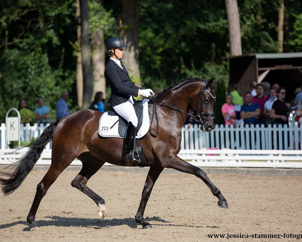 Dressurpferd Dark Sugar (Hannoveraner, 2016, von Dante Weltino Old)