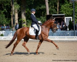 stallion Dancing Brave (Rhinelander, 2016, from Don Juan de Hus)