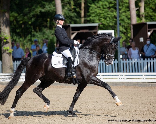 stallion Danciero 7 (Hanoverian, 2016, from Dancier)