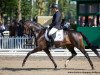 dressage horse Curly OLD (Oldenburg, 2016, from Fürsten-Look)