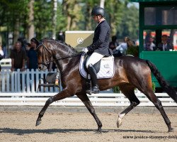 dressage horse Curly OLD (Oldenburg, 2016, from Fürsten-Look)