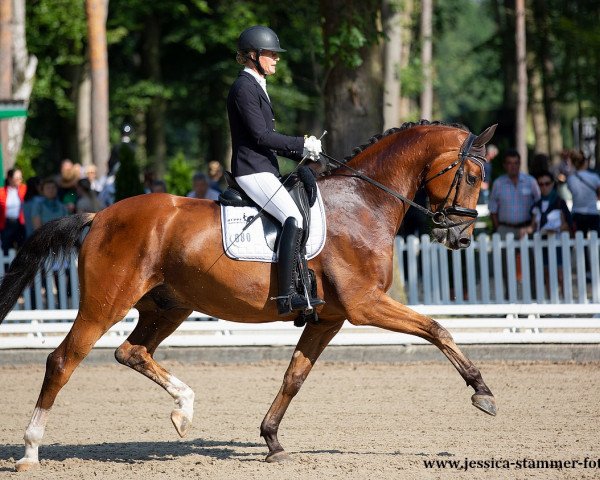 dressage horse Brunello 17 (Oldenburg, 2016, from Bordeaux 28)