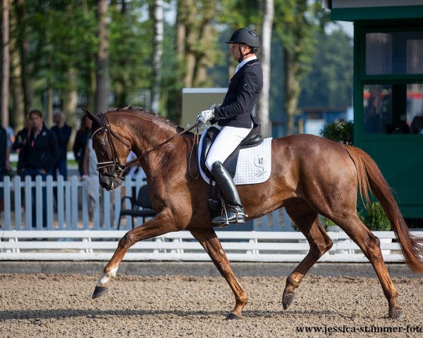 dressage horse Belinda FRH (Hanoverian, 2016, from Bon Coeur)