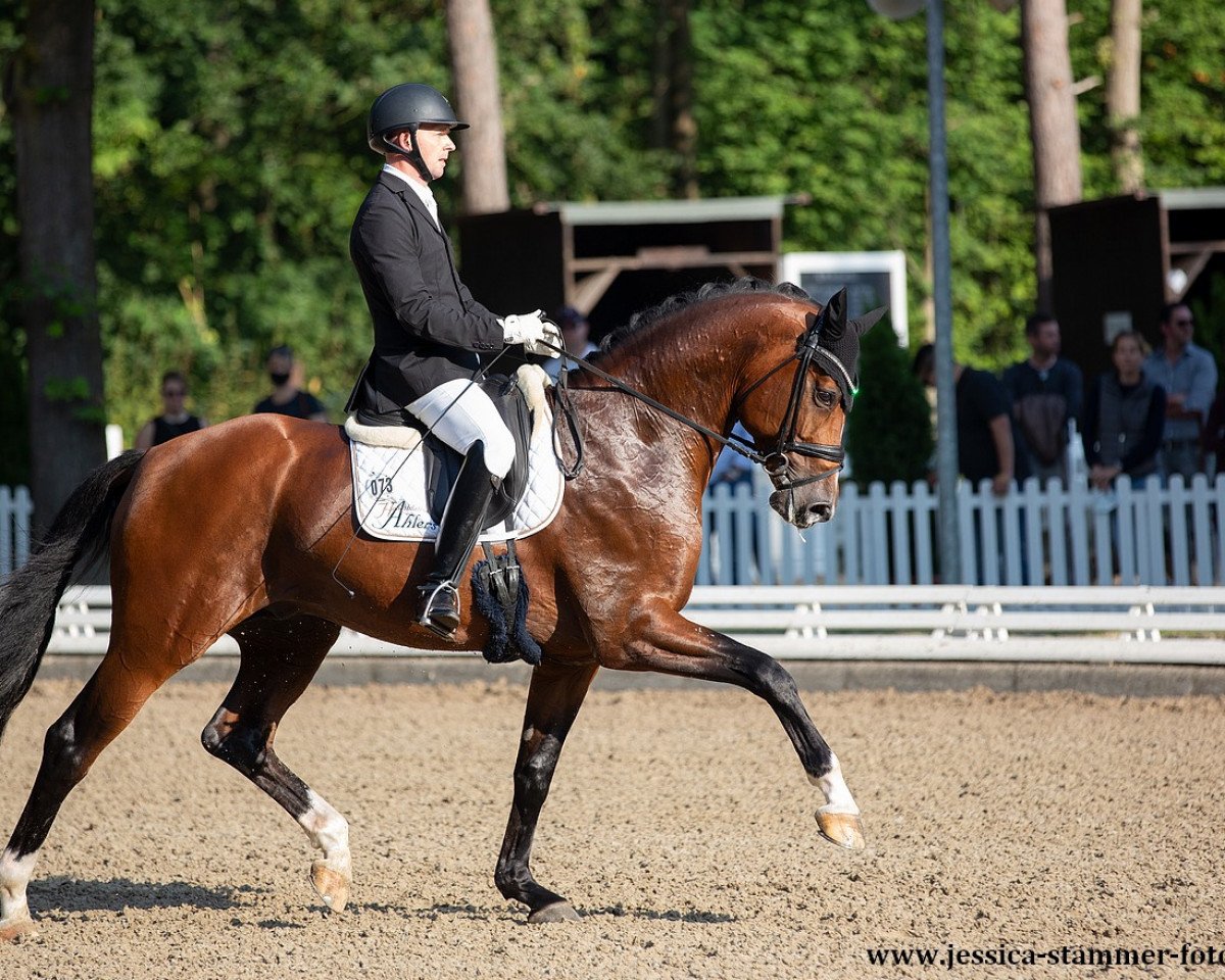 stallion Bon Vivaldi NRW (Westphalian, 2016, from Callaho's Benicio)