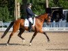 dressage horse Beautiful Mind 10 (Westphalian, 2016, from Baccardi)