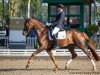 dressage horse Bassantino (Hanoverian, 2016, from Callaho's Benicio)