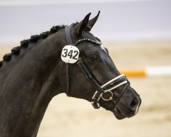 dressage horse Stanfield MH (KWPN (Royal Dutch Sporthorse), 2022, from For Romance I)