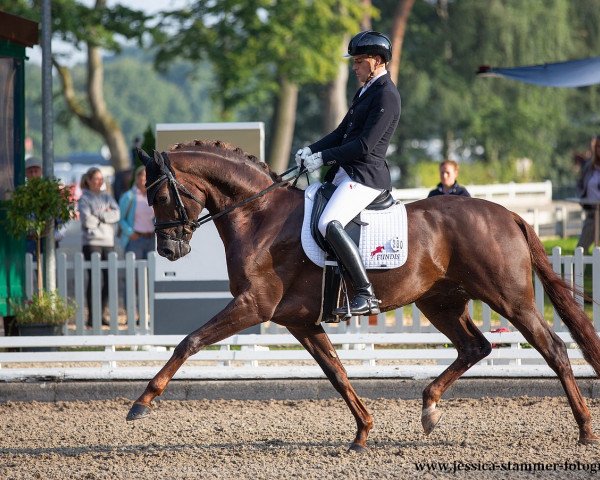 stallion Diaton 3 (Hanoverian, 2016, from Dimaggio)